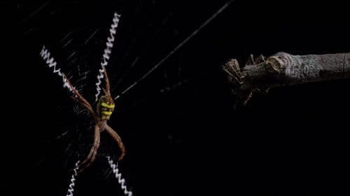 Micro Monsters with David Attenborough Bild 4