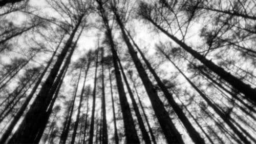 La donna del lago Bild 6