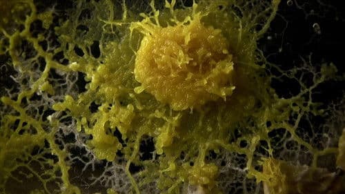 The Creeping Garden Bild 1