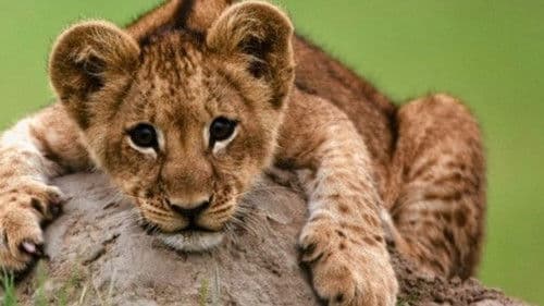 The Last Lions Bild 8