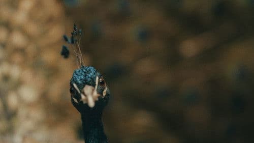 Das Pfauenparadies Bild 2