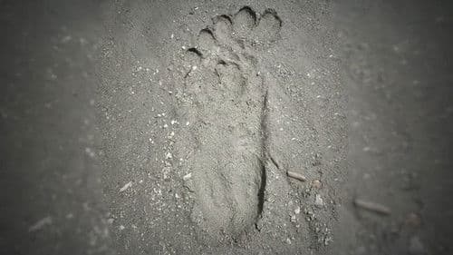 A Flash of Beauty: Bigfoot Revealed Bild 4