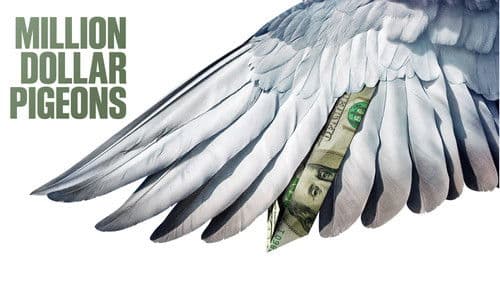 Das millionenschwere Taubenrennen Bild 5