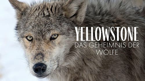 Yellowstone - Das Geheimnis der Wölfe Bild 3