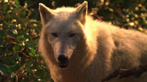 Dr. Dolittle 2 Bild 7