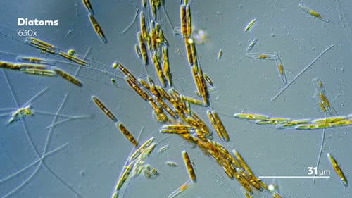 Journey to the Microcosmos Bild 7