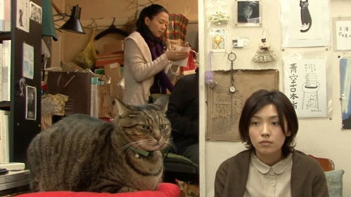 私は猫ストーカー Bild 3