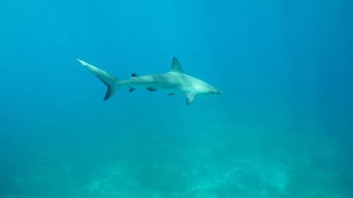 Sharks of the Bermuda Triangle Bild 3