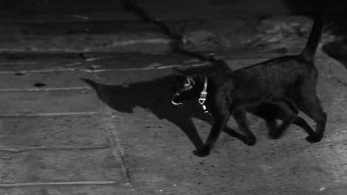 The Fat Black Pussycat Bild 1