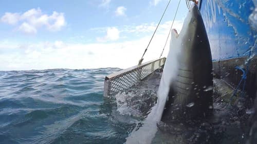 Blitzkrieg Sharks Bild 1