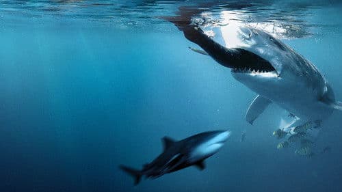 Bullenhaie auf Beutejagd Bild 7