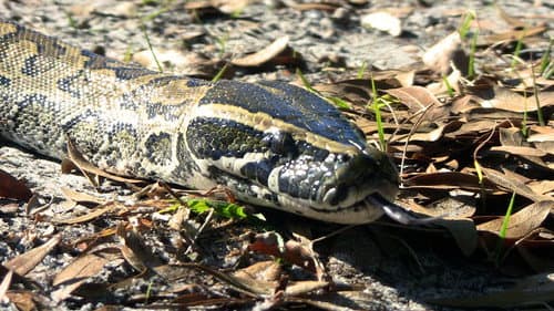 Man-Eating Super Snake Bild 2