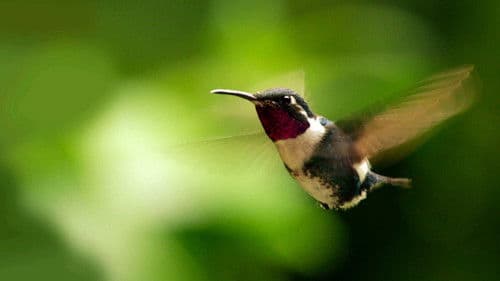 Planet 4K - Unsere Erde in Ultra HD Bild 5