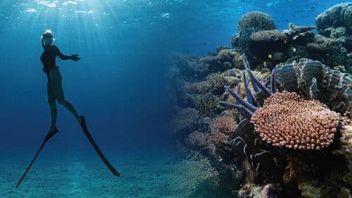 Corals’ Last Stand Bild 1