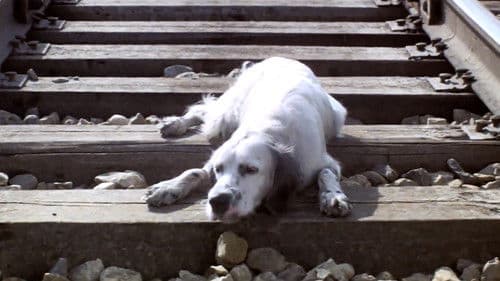 Belyy Bim Chernoe ukho Bild 5