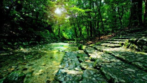 うみやまあひだ 伊勢神宮の森から響くメッセージ Bild 3