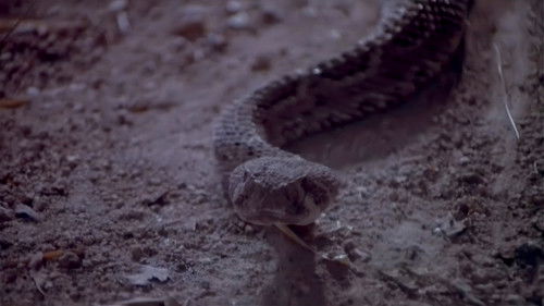 Killerschlangen Bild 1