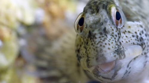 Ebbe - Ein tierisches Kammerspiel Bild 7