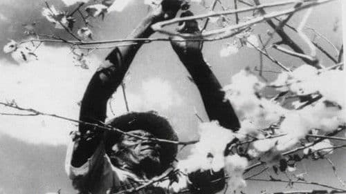 O País de São Saruê Bild 1