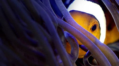 Australien - Im Sog des Ostaustralstroms Bild 2