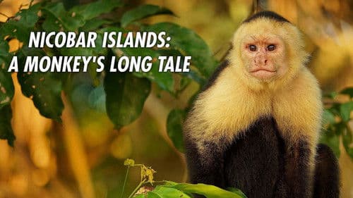 Nicobar Islands: A Monkey's Long Tale Bild 3