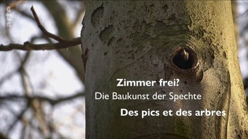 Zimmer Frei? Die Baukunst der Spechte Bild 1