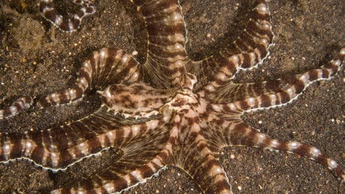 Die geheimnisvolle Welt der Oktopusse Bild 6