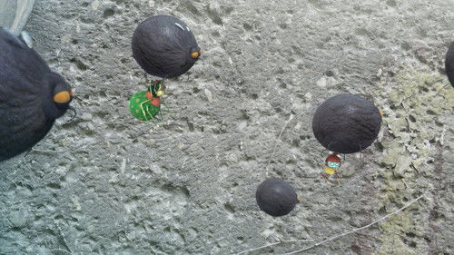 Die kleine Spinne Lilly Webster Bild 2