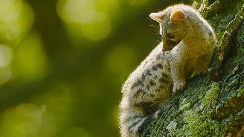 Iberia's Woodlands: Life on the Edge Bild 2