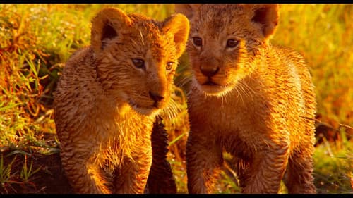 Afrika - Das magische Königreich Bild 6