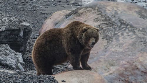 Russia's Wild Sea Bild 3