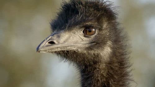 Geschichten der Wildnis Bild 1