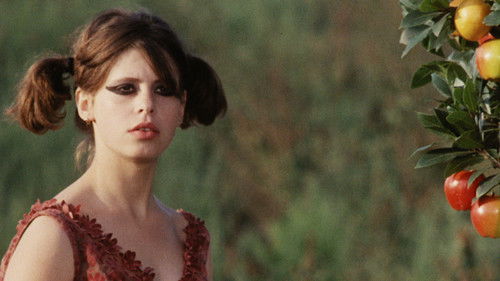 Tausendschönchen Bild 8