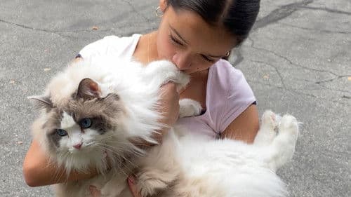 Where Is The Cat's Tail? Bild 1