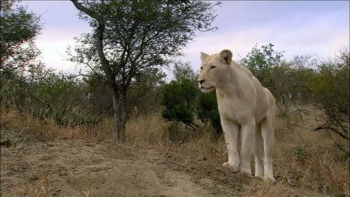 The White Lions Bild 1