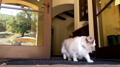 Where Is The Cat's Tail? Bild 4