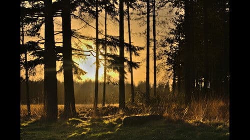 John Boback: The Whole Boback-y Affair Bild 1