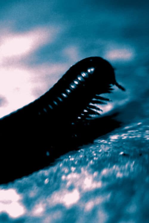 The Tragedy of Professor Samsa or: How Gregor Learned to Relax and Drink his Milk