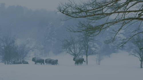 Planeta Selva Bild 1