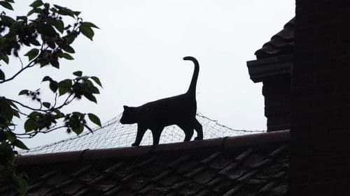 Inne the walles of Yorke Bild 5