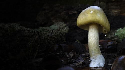 Revealed: Death Cap Murders Bild 1