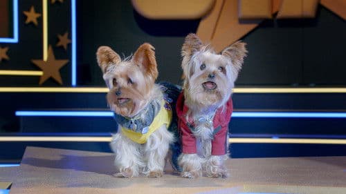 Wuff Star 2 - Doppelt bellt besser Bild 2