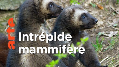 Le glouton, féroce prédateur du Nord Bild 1