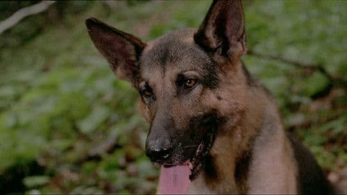 Jack London's Wolfblut Bild 5