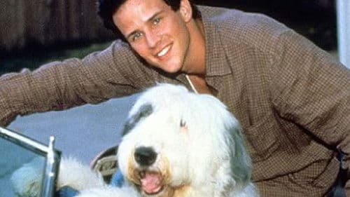 Bundles - Ein Hund zum Verlieben Bild 3