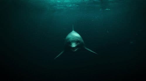 Attenborough and the Sea Dragon Bild 6