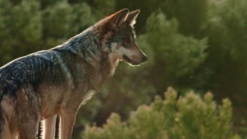 Lobo Mexicano Bild 1