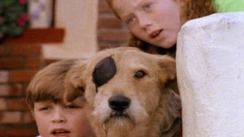 Sherlock: Undercover Dog Bild 1