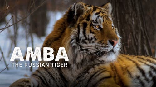 Amba: The Russian Tiger Bild 1