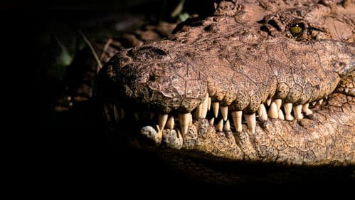 Afrikas tödlichste Jäger Bild 6